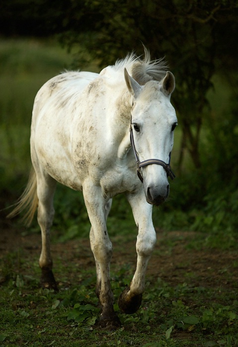 White Beauty