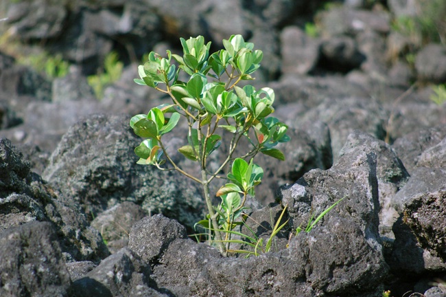 Growing From Lava Rock
