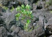 Growing From Lava...
