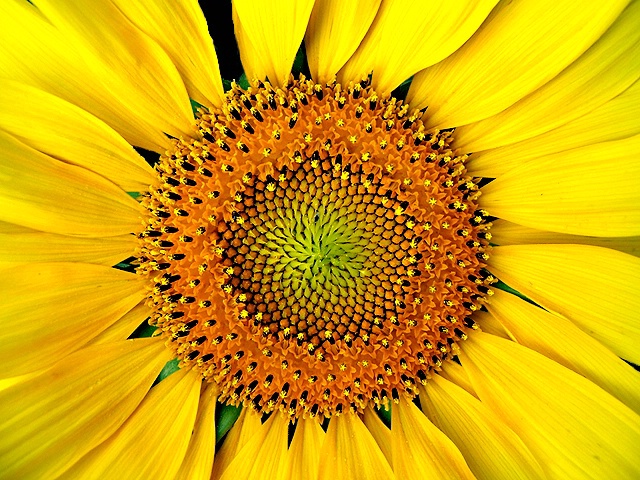 Sunflower - Center Stage