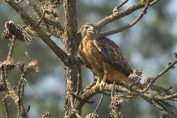 Erythristic (Red Morph) Red Tailed Hawk Adult - ID: 4198292 © John Tubbs