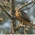 2Erythristic (Red Morph) Red Tailed Hawk Adult - ID: 4198292 © John Tubbs