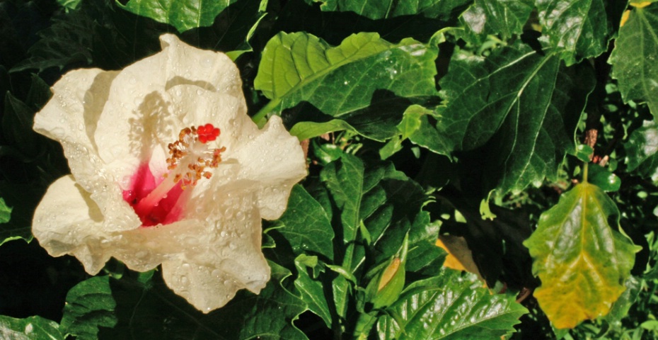 Early Morning Hibiscus