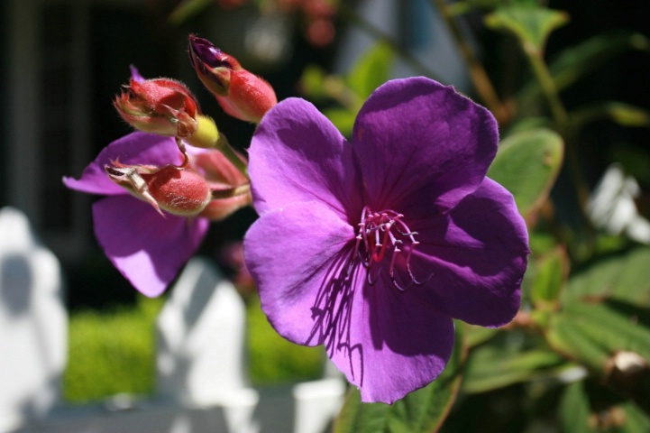 Purple Flower (After)