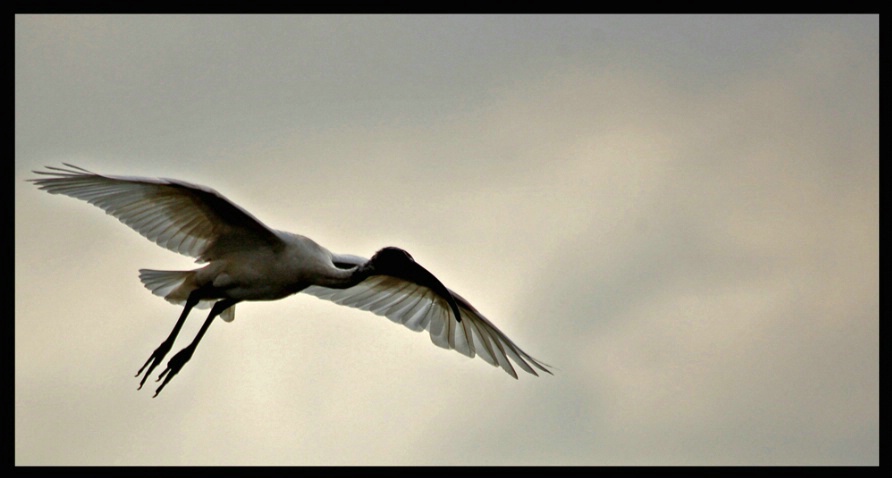 Flying Ibis - ID: 4199540 © VISHVAJIT JUIKAR