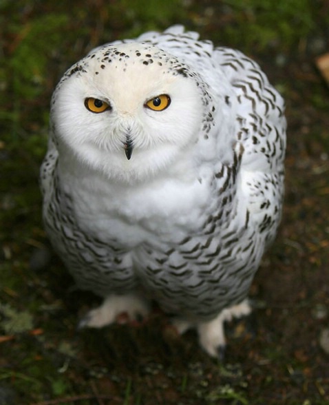 Snowy Owl - ID: 4200615 © William C. Dodge