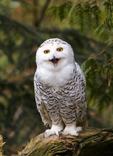 Snowy Owl - ID: 4200642 © William C. Dodge
