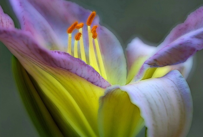 Day Lily 