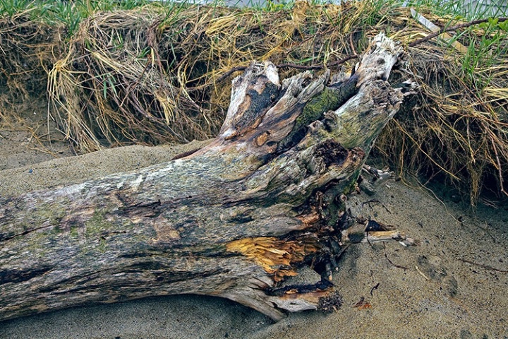 Driftwood II