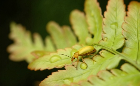 bug on fern