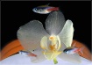 Transparent Orchi...