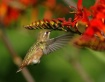 Hummer Sipping Ne...