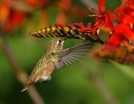 Hummer Sipping Nectar From Crocosmia