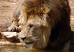 Thirsty lion