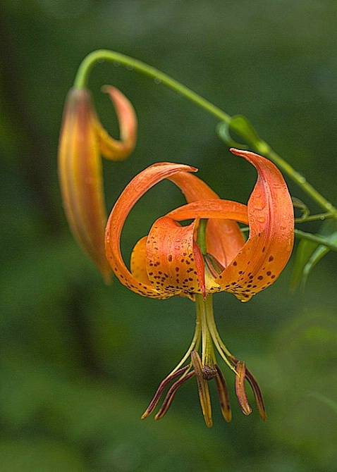 Turks Cap Lilly, Blue Ridge Pky, NC - ID: 4208098 © george w. sharpton