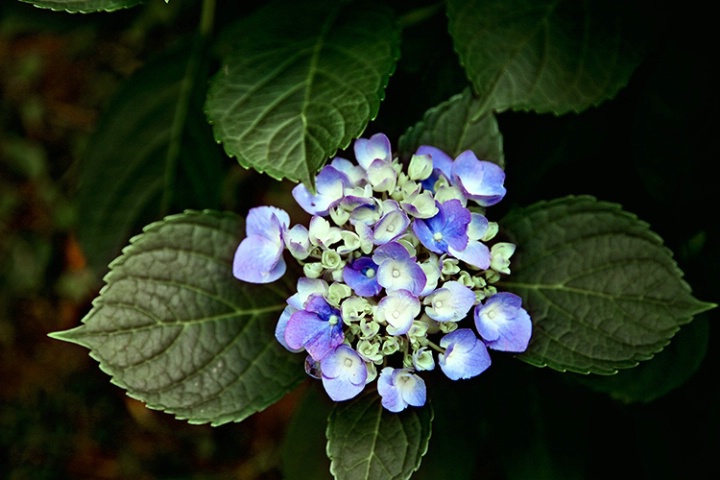 Blue Hydrangea 