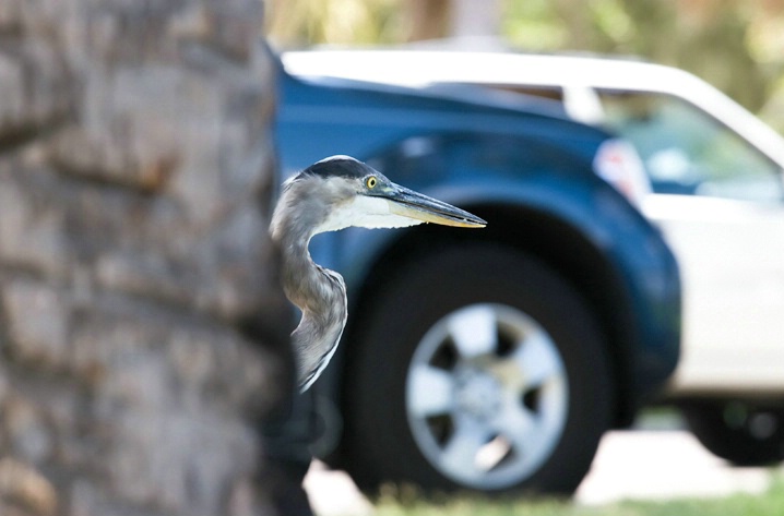 Heron Parking Only