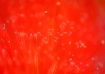 The Reds soul