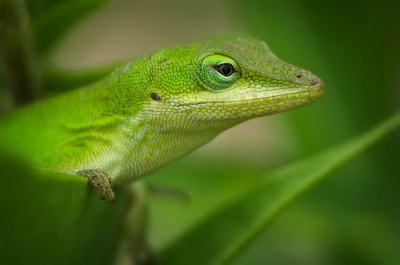 Garden Gecko