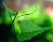 Summer Vine