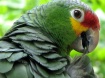 Grooming