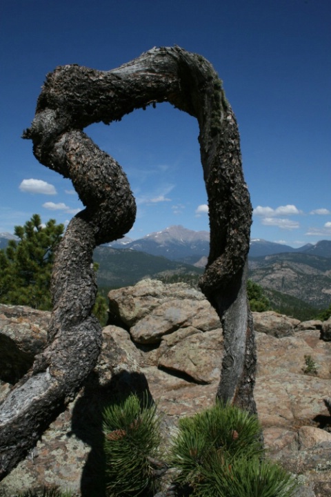 Long's Peak, Colorado Framed by a Twisted Tree