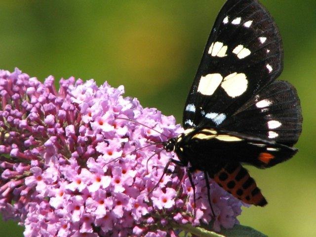 Butterfly on Purple Flower