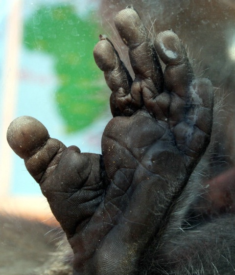 Little Monkey Foot