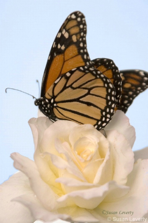 Monarch Butterfly on a white rose