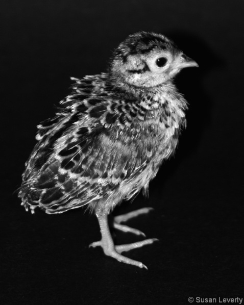 Baby Pheasant Chick