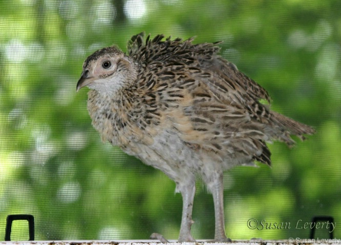  3 month old Pheasant Chick