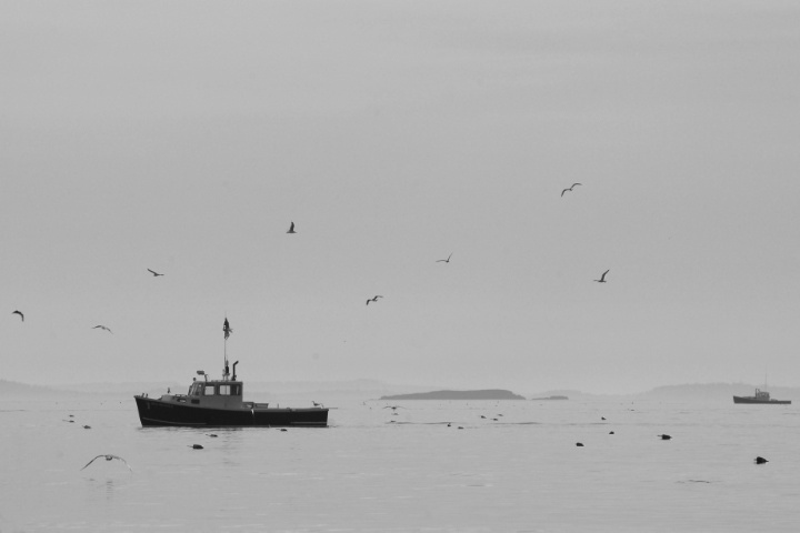 Lobster Boat and Seagulls