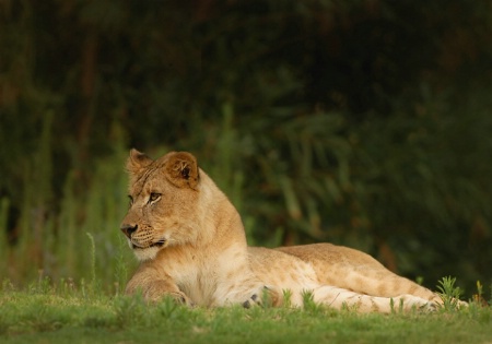Watchful Young Lioness