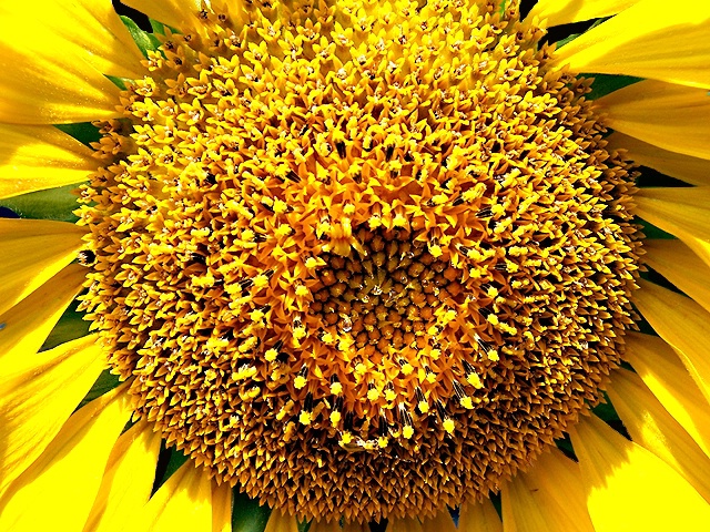 Sunflower - Gimme a little kiss