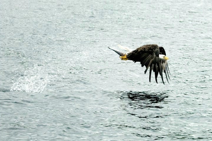 Eagle's Catch