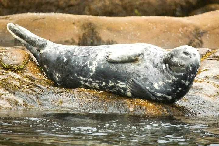 Expressive Seal