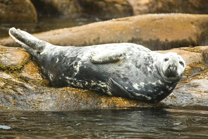 Seal Enjoying The Moment