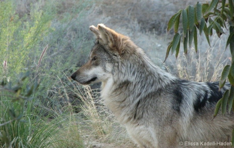 Mexican Wolf at the Living Desert