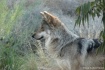 Mexican Wolf at t...