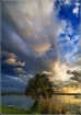 Palm Tree