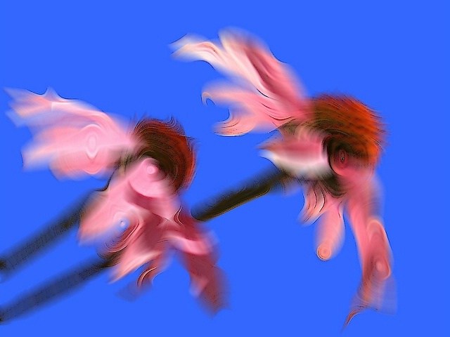 Flying Coneflowers