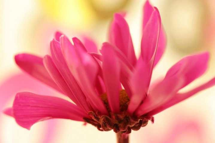Happy Flower - ID: 4218572 © Agnes Fegan