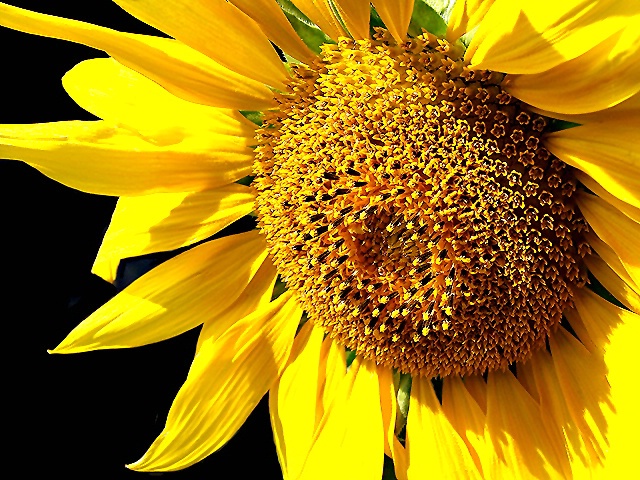 Sunflower - Sun Kissed