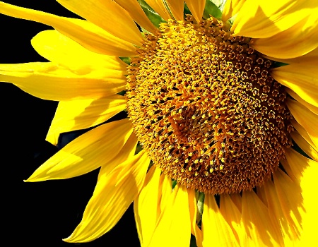 Sunflower - Sun Kissed