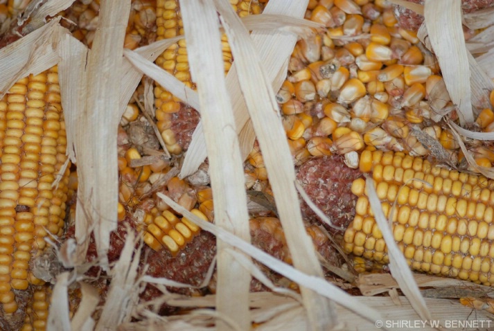 Corn to be ground, Biltmore Farm - ID: 4220953 © SHIRLEY MARGUERITE W. BENNETT