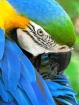 Combing Feathers