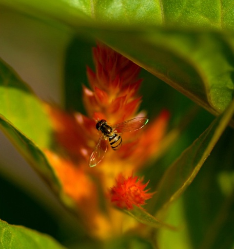 Tiny Bee