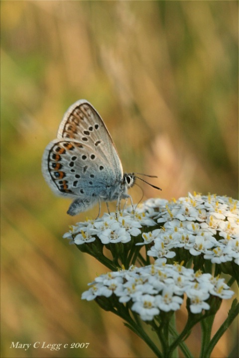 Reverdin's blue