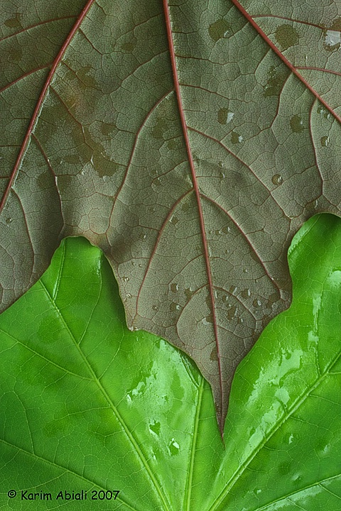 After the rain leaf