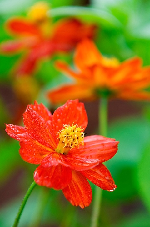 Red Beauty